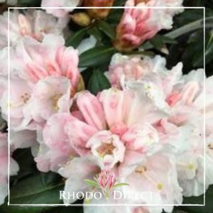 Rhododendron rhododendron rhododendron rhodo.