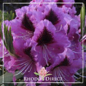 Rhododendron rhododendron rhododendron rhodo.
