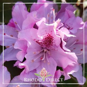 Rhodo direct rhododendron rhododendron rhododen.