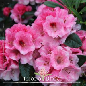 Rhododendron rhododendron rhododendron rhodo.
