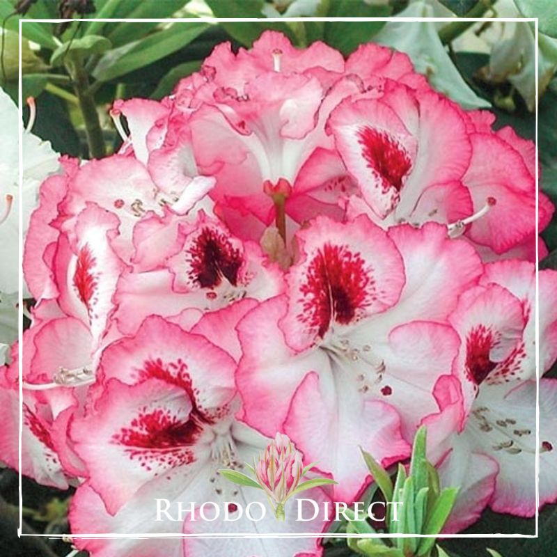 Rhodo direct rhododendron rhododendron rhododen.