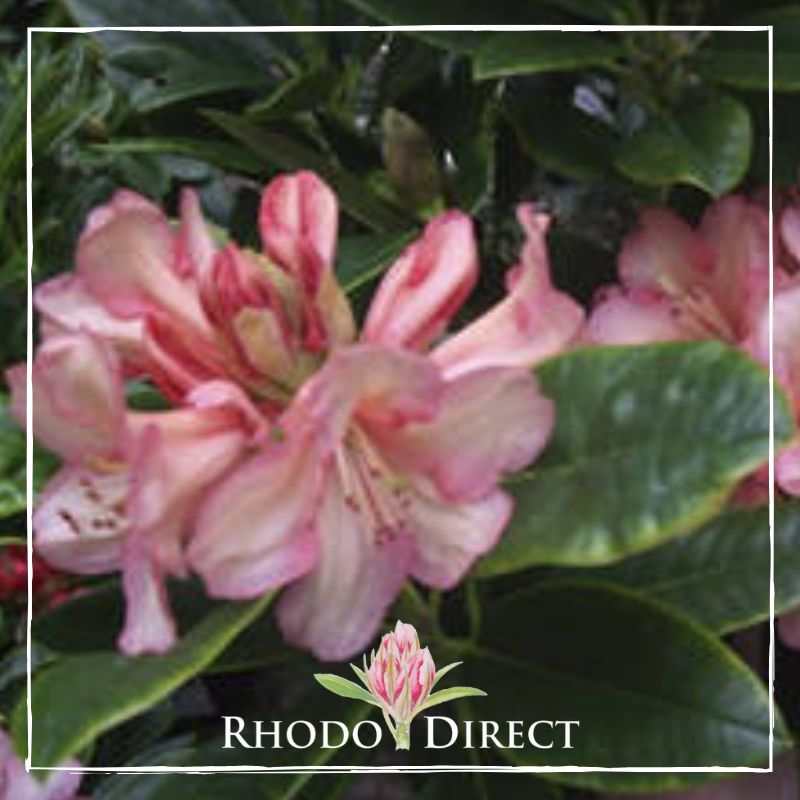 Rhododendron direct - rhododendrons - rhododendron.