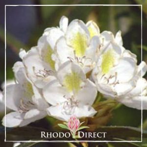 Rhododendron rhododendron rhododendron rhodo.