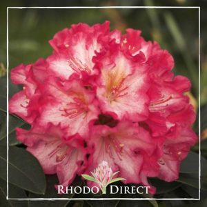 A pink rhododendron with the words rhodo direct.