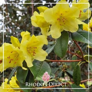 Rhododendron rhododendron rhododendron rhodo.