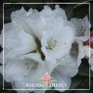 Rhodo direct rhododendron rhododendron rhododen.