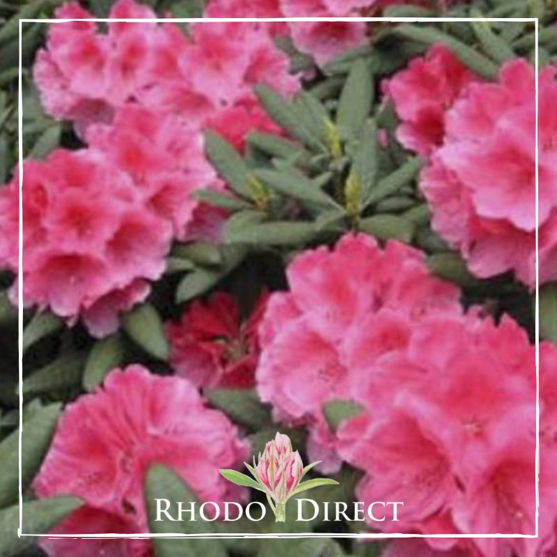 Rhododendron rhododendron rhododendron rhodo.