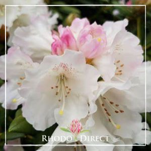 Rhodo direct rhododendron rhododendron rhododen.