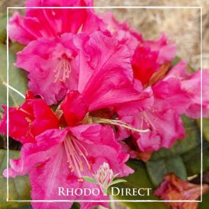 Rhodo direct rhododendron rhododendron rhododen.