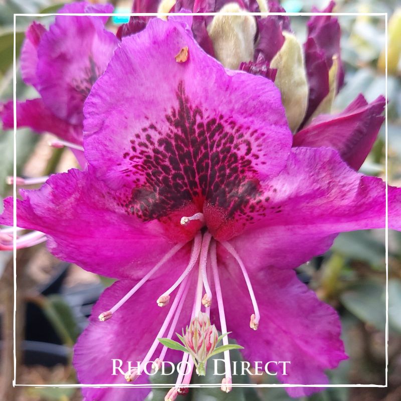 A purple rhododendron with the words rhododendron direct.