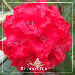 Rhododendron rhododendron rhododendron rhodo.