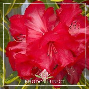 Rhododendron direct rhododendron rhododendron rhod.