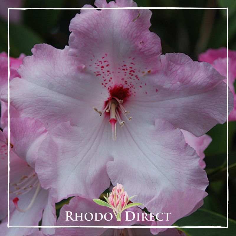 A pink azalea with the words rhodo direct.