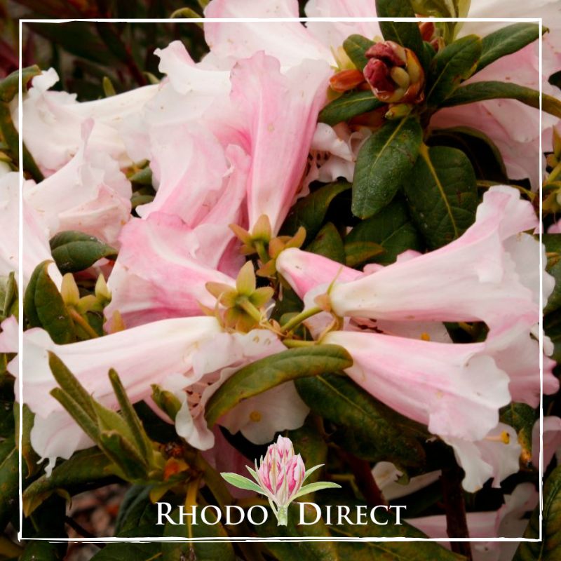 Rhododendron direct - rhododendrons - rhododendron.