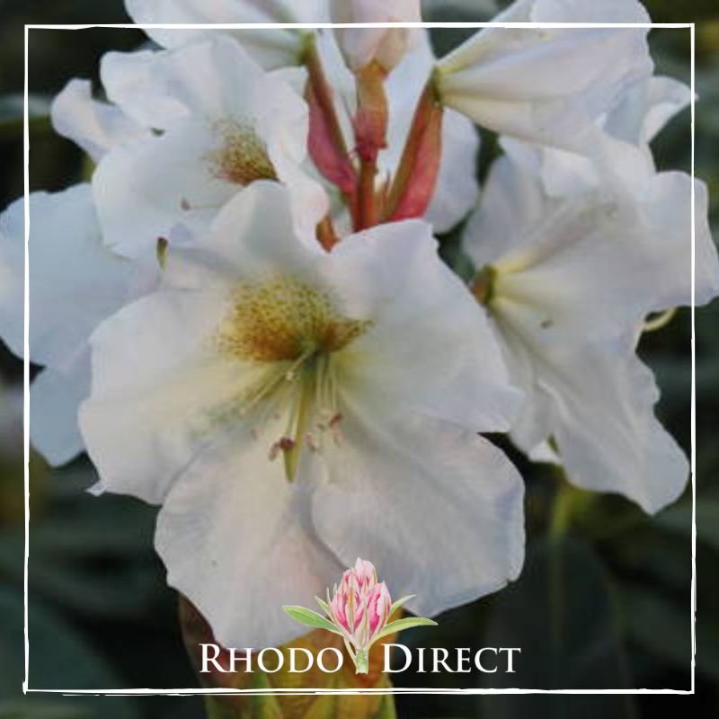 A white rhododendron with the words rhododendron direct.