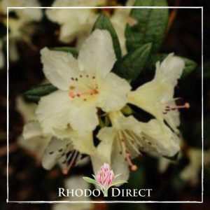 Rhododendron rhododendron rhododendron rhodo.