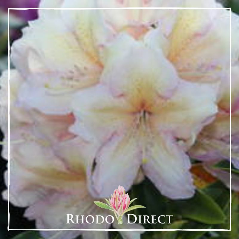 Rhododendron rhododendron rhododendron rhodo.