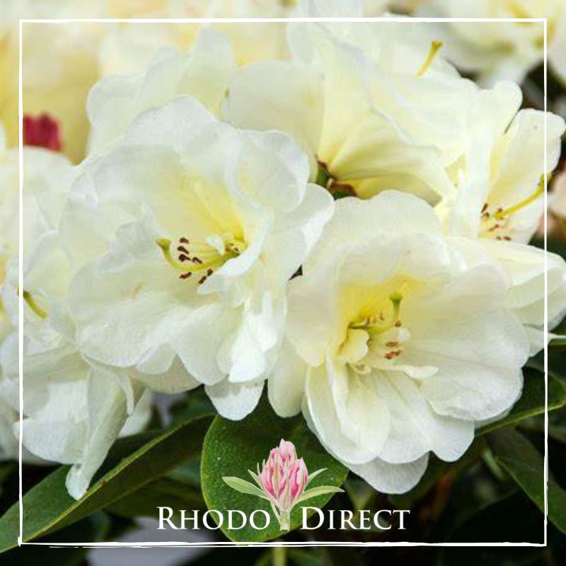 Rhododendron direct rhododendron direct rhododendron direct rh.
