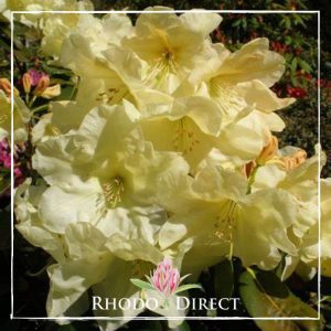 Rhodo direct rhododendron rhododendron rhododen.