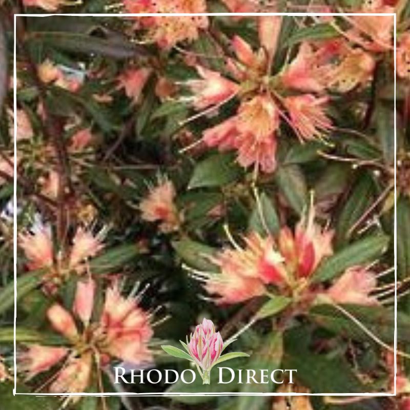 Rhododendron direct rhododendron rhododendron rhod.