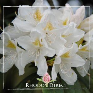 A white rhododendron with the words rhododendron direct.
