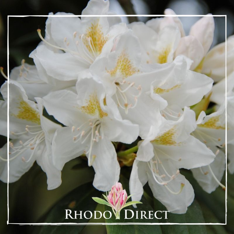 A white rhododendron with the words rhododendron direct.