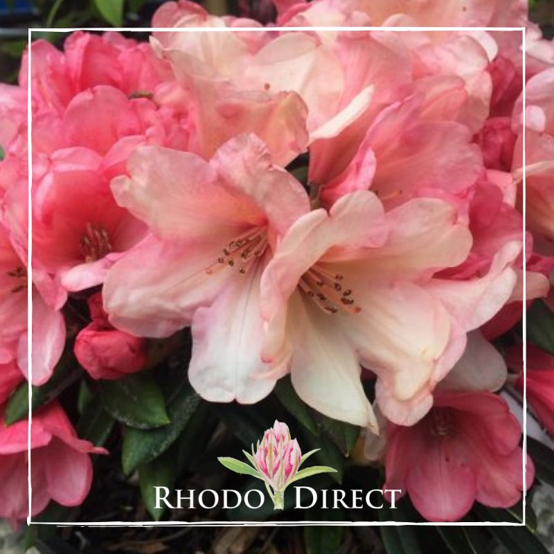 Rhododendron rhododendron rhododendron rhodo.