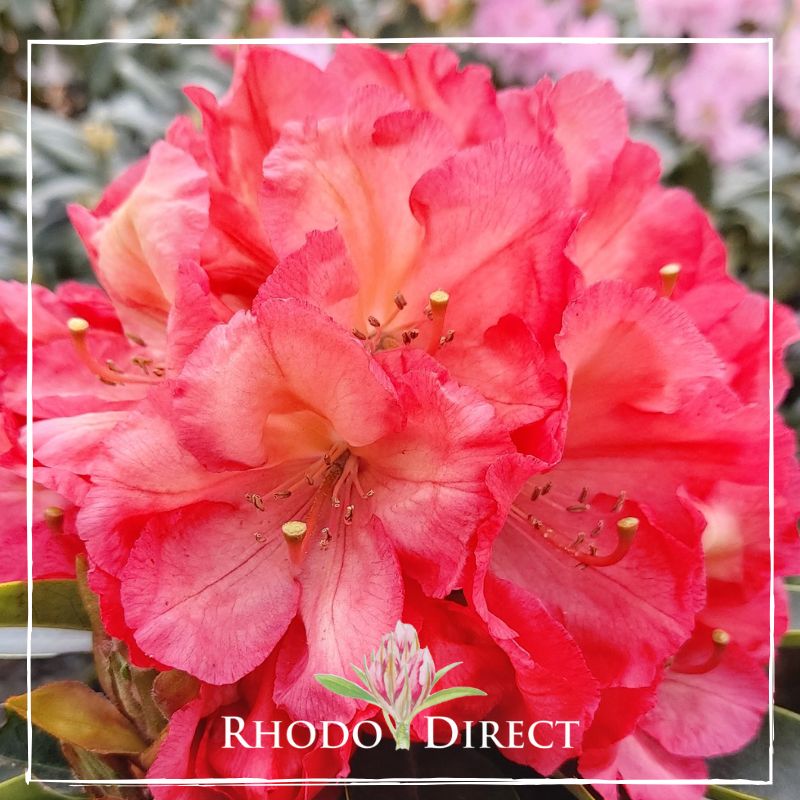 Rhodo direct rhododendron rhododendron rhododen.