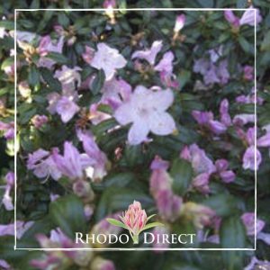 Rhododendron direct - rhododendron.