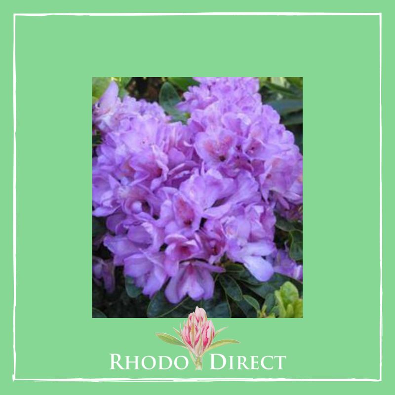 Rhododendron rhododendron rhododendron rhodo.