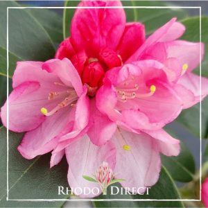 Rhodo direct rhododendron rhododendron rhododen.