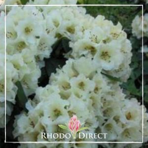 Rhodo direct rhododendron rhododendron rhododen.