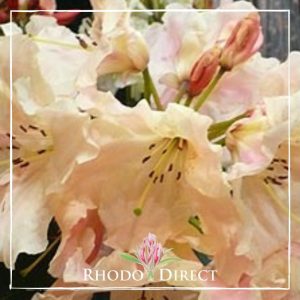 Rhodo direct rhododendron rhododendron rhododen.