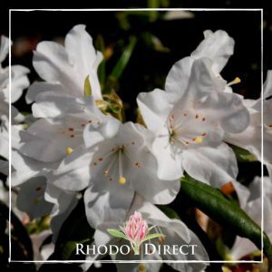 Rhododendron rhododendron rhododendron rhodo.