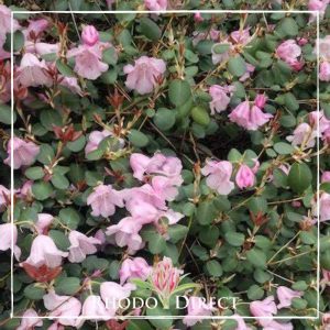 A bush with pink flowers and green leaves.