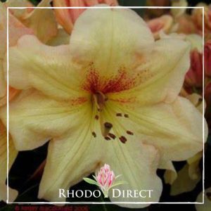 Rhododendron rhododendron rhododendron rhodo.