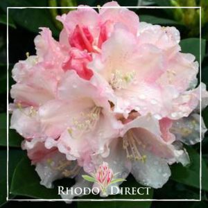 Rhododendron direct rhododendron rhododendron rhod.