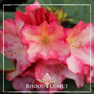 A pink rhododendron with the words rhododendron direct.