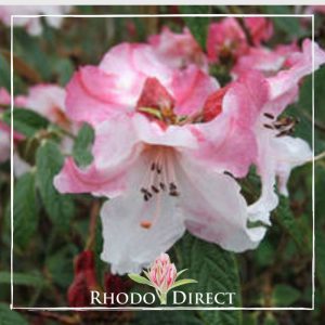 A pink azalea with the words rhododendron direct.