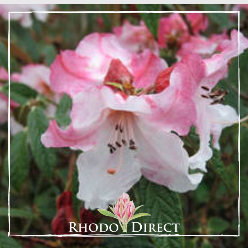 A pink azalea with the words rhododendron direct.