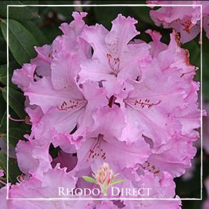 Rhododendron rhododendron rhododendron rhodo.