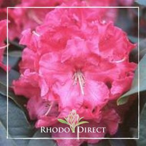 Rhododendron rhododendron rhododendron rhodo.