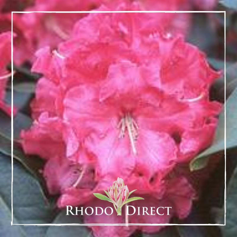 Rhododendron rhododendron rhododendron rhodo.