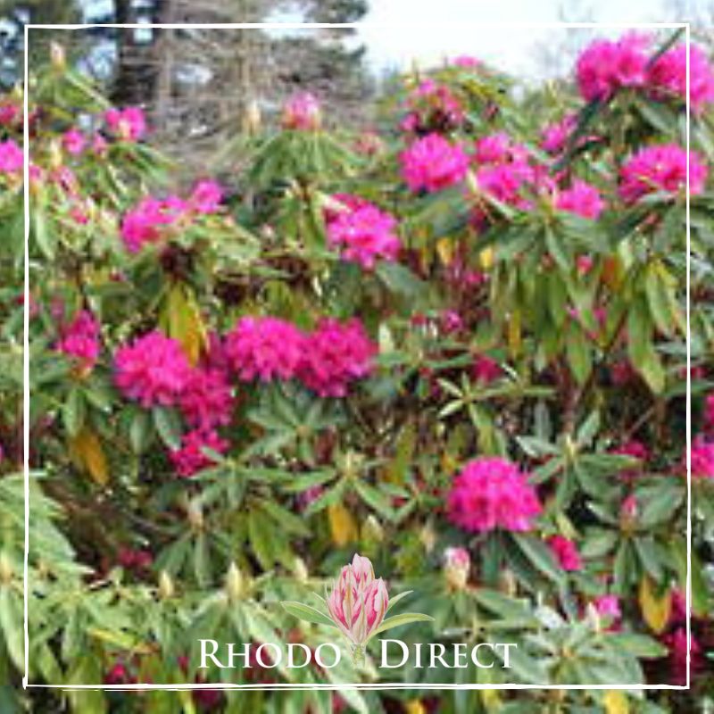Rhodo direct rhododendron rhododendron rhododen.