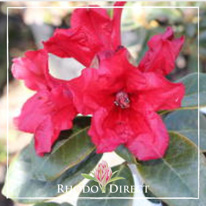 Rhododendron direct rhododendron direct rhododendron direct rh.