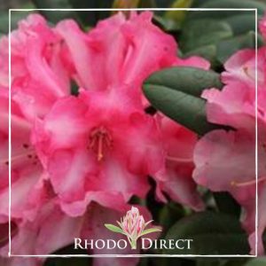 A pink rhododendron with the words rhododendron direct.