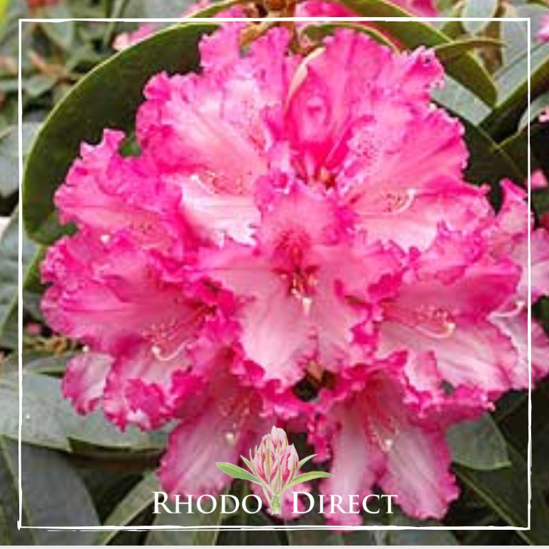 Rhododendron rhododendron rhododendron rhodo.