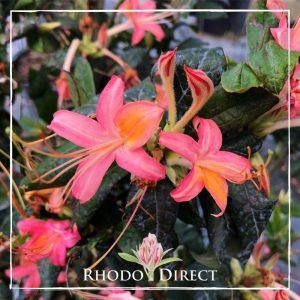 Rhododendron direct rhododendron direct rhododendron direct rh.