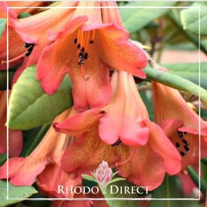 Rhodo direct rhododendron rhododendron rhododen.