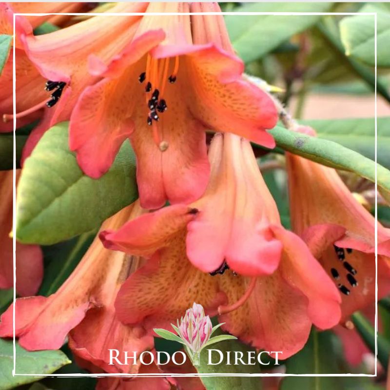 Rhodo direct rhododendron rhododendron rhododen.